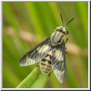 Chrysops relictus - Bremse w03.jpg